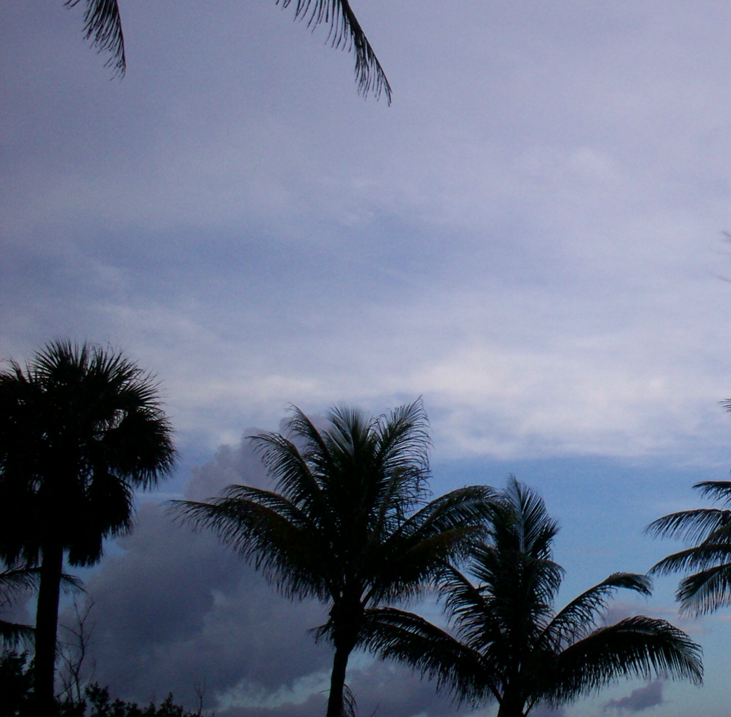 palmtreeblue.jpg