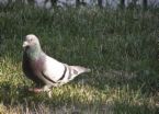 pigeonyard.jpg