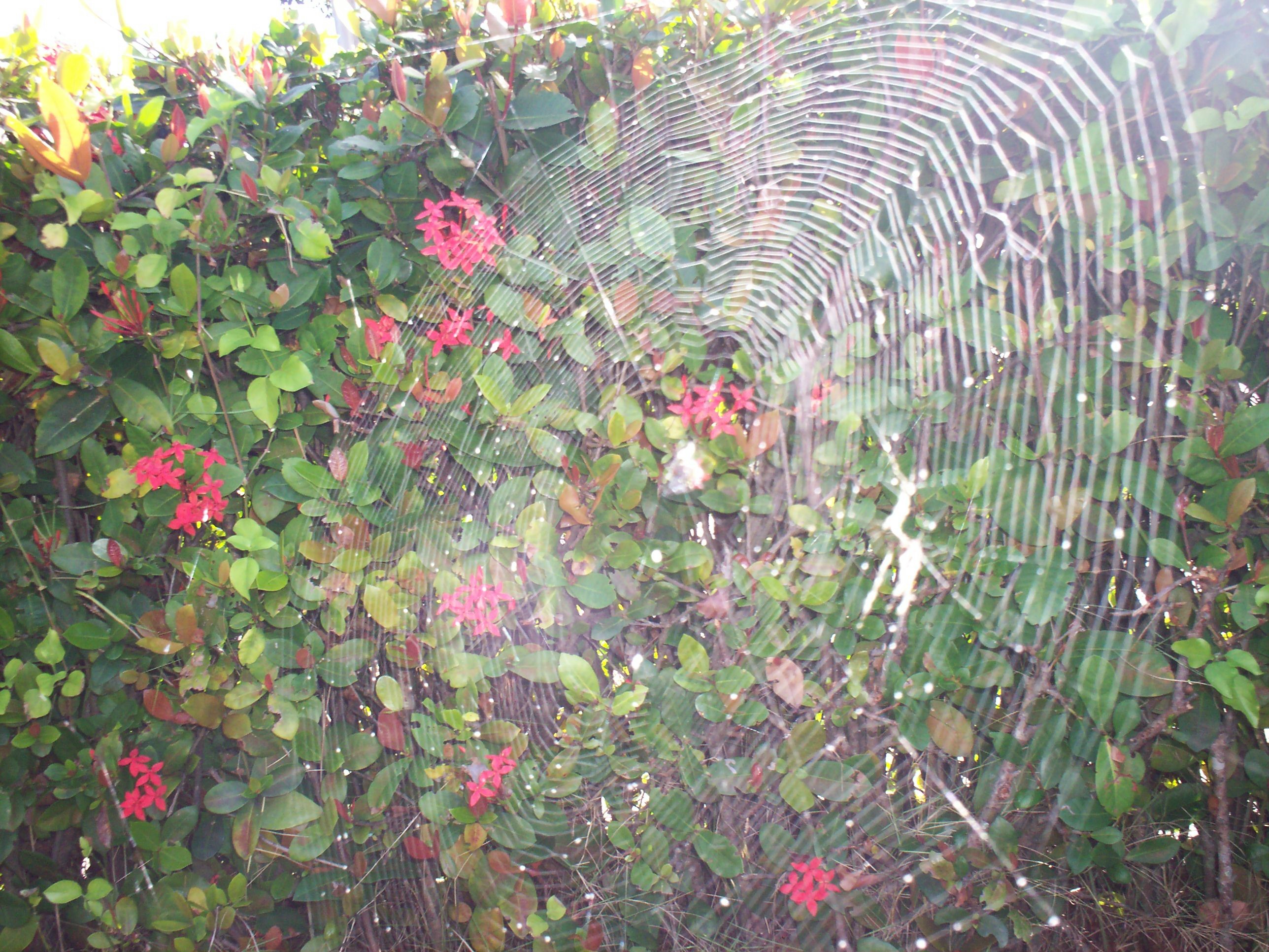 spiderweb.jpg